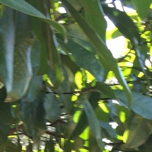 Meet your Posher, Morgan