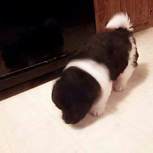 Meet your Posher, Ercil