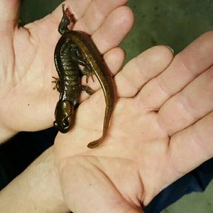 Meet your Posher, Joye