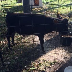 Meet your Posher, Lindsey