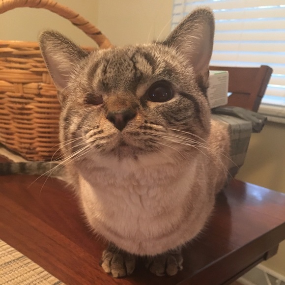 Meet your Posher, Brynna - Picture 4 of 4