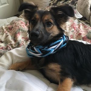 Puppy Panthers Scarf