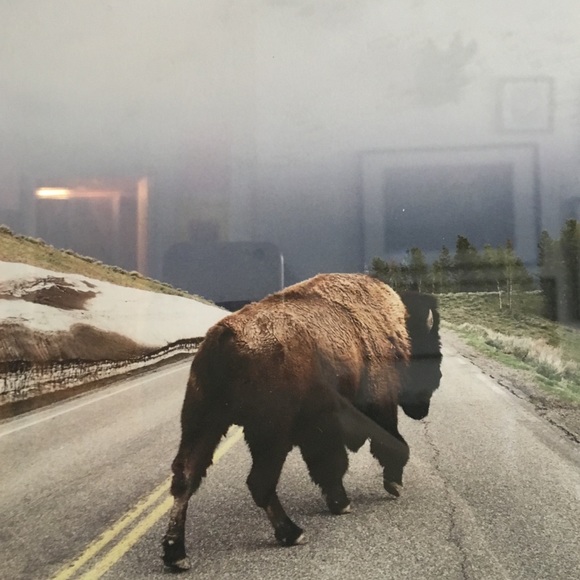 Buffalo Framed Print - Picture 2 of 3