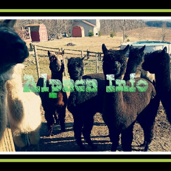 About Alpacas