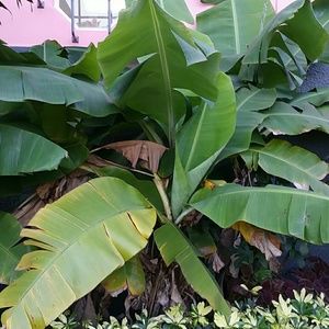 Meet your Posher, Midy