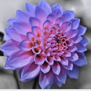 Meet your Posher, Gracie