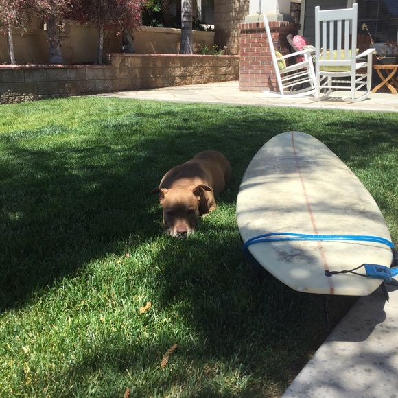 Meet your Posher, Gabriella - Picture 3 of 4