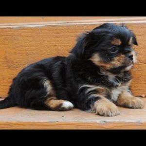 Meet your Posher, Clara