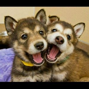 Meet your Posher, Morgan