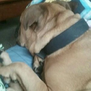 Meet your Posher, Eggs