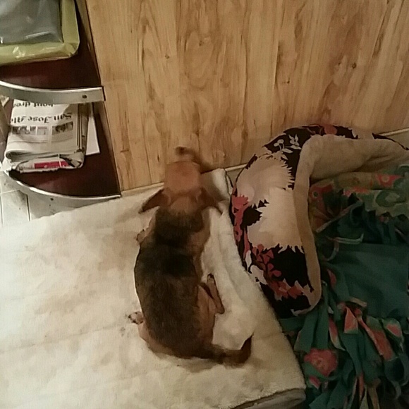 Meet your Posher, Alfredo - Picture 1 of 1