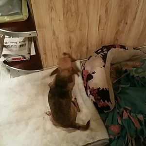 Meet your Posher, Alfredo