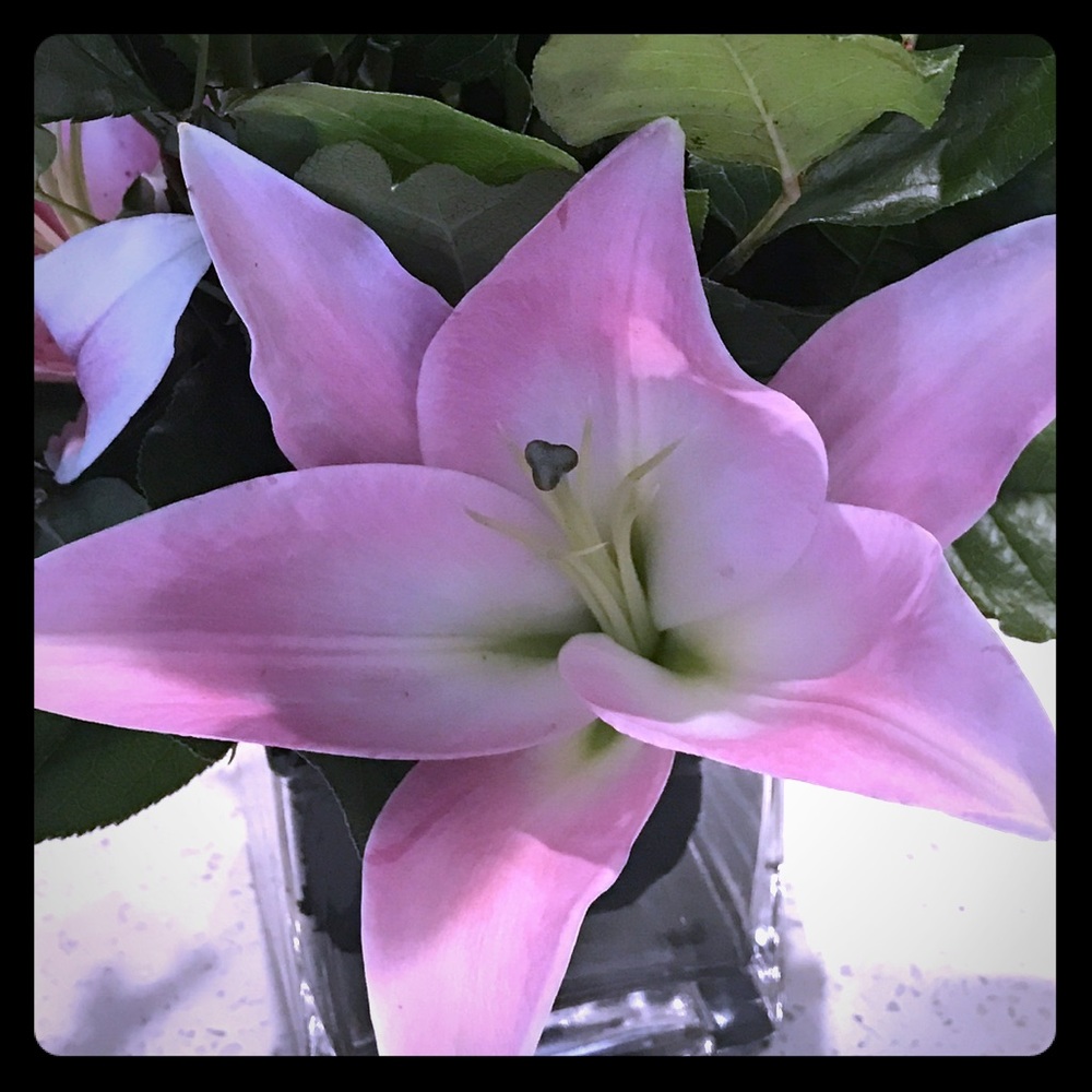 Meet your Posher, Amy