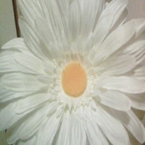 Meet your Posher, Brandi