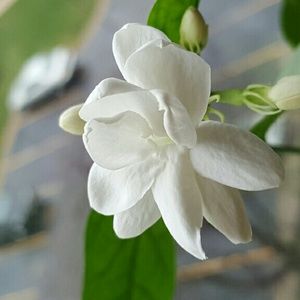 Meet your Posher, Mariam