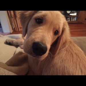 Meet your Posher, Taylor