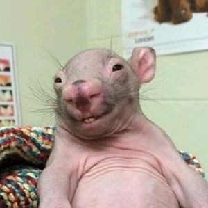 Meet your Posher, Mikhail