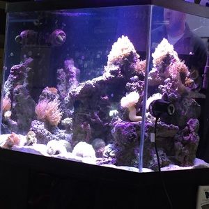 Meet your Posher, Donato