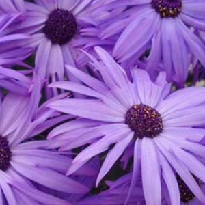 Meet your Posher, Kylie