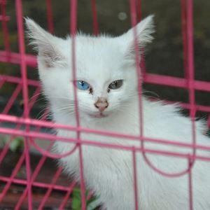 Meet your Posher, Emilia