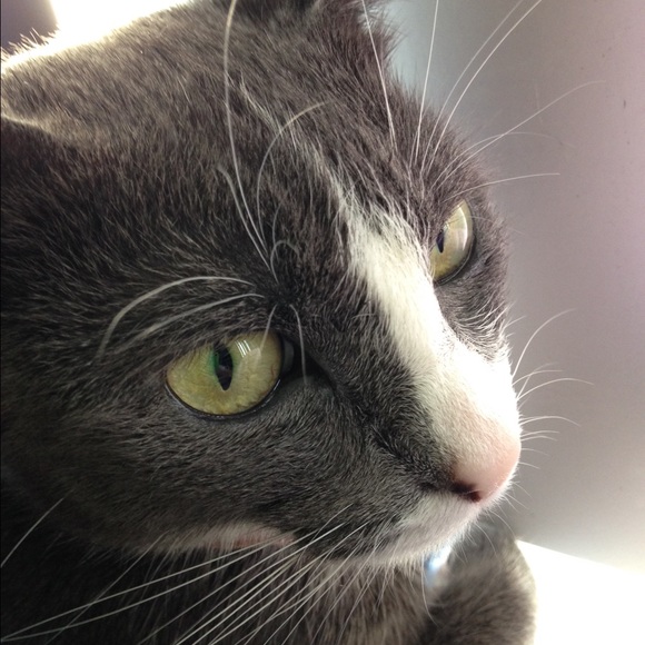 Meet your Posher, Sushi - Picture 1 of 1