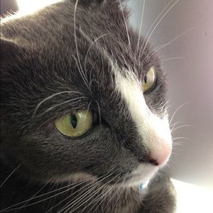 Meet your Posher, Sushi
