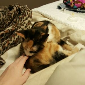 Meet your Posher, Payton