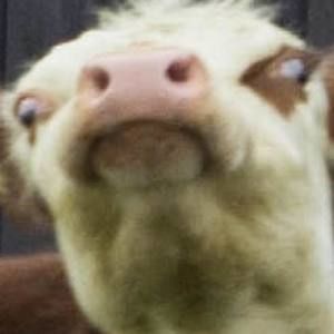 Meet your Posher, Alexa