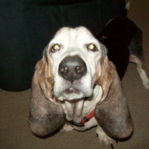 Meet your Posher, Sydney