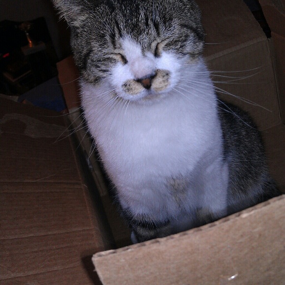 Meet your Posher, Tessie - Picture 1 of 1