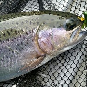 Meet your Posher, Mike