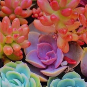 Meet your Posher, Kara