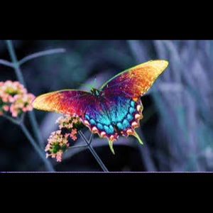 Meet your Posher, Mandy