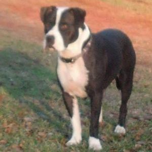 Meet your Posher, Dixie-belle