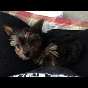 Meet your Posher, Amy