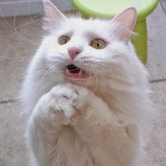 Meet your Posher, Adam - Picture 1 of 1