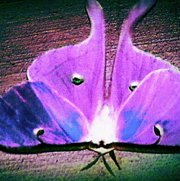 Meet your Posher, Abby