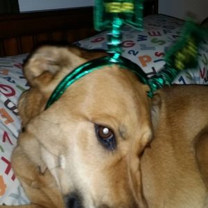 Meet your Posher, Jodi