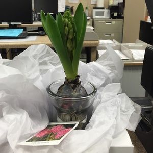 Meet your Posher, Alicia