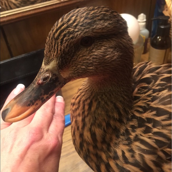 Meet your Posher, Michelle - Picture 2 of 3