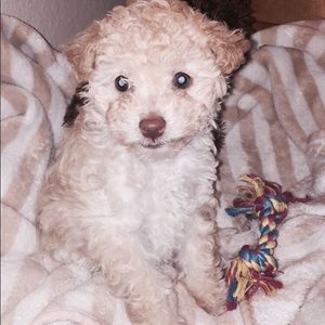 Meet your Posher, Melissa