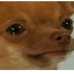 Meet your Posher, Sofia