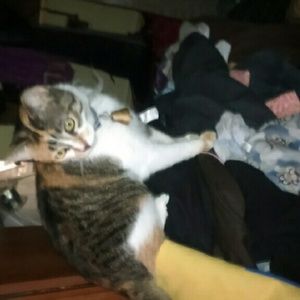 Meet your Posher, Robin