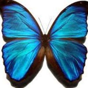 Meet your Posher, Pauline