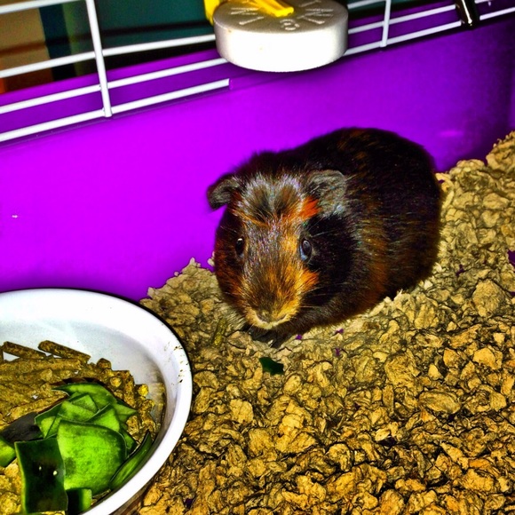 Meet your Posher, Skylin - Picture 1 of 1