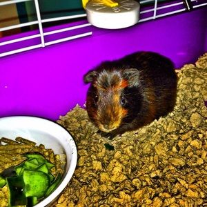 Meet your Posher, Skylin