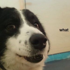 Meet your Posher, Miranda