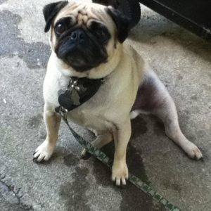 Meet your Posher, Julia