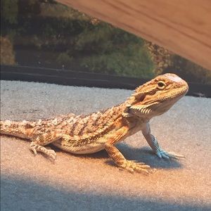 Meet your Posher, Daniel