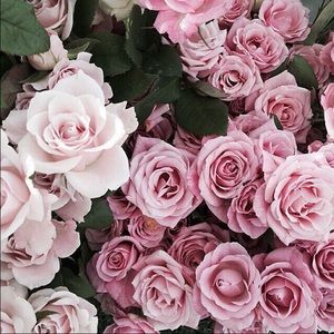 Meet your Posher, Joy